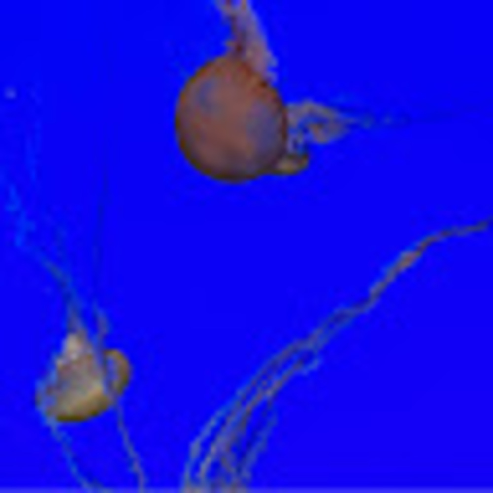 Meet your Posher, Julia